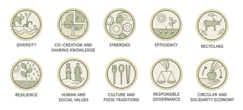 A graphic depicting the 10 elements of agroecology according to the FAO. Each element is accompanied by a tan and light green illustrative symobl.